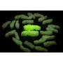 Tuner Fish Lug Locks Glow In The Dark 4 Pack